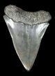 Large Fossil Mako Shark Tooth - #45956-1